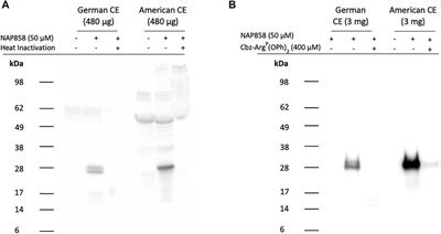 Novel Inhibitors and Activity-Based Probes Targeting Trypsin-Like Serine Proteases